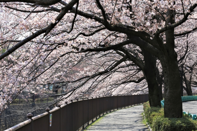 美しき桜の名言 格言21選 心を輝かせる名言集